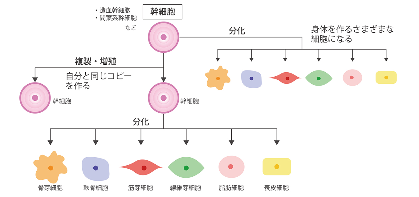 ヒト骨髄幹細胞とは