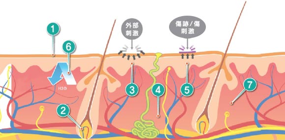 CytB-neoに含まれる主な成長因子と効果