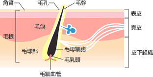 脱毛するメカニズム